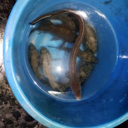 釣り連休最終日