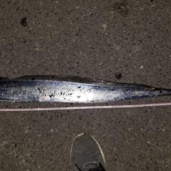 太刀魚ドラゴンとったどー！