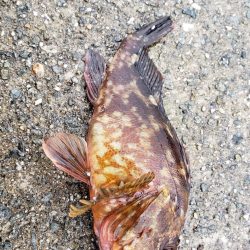 今年初淡路島へ・・・