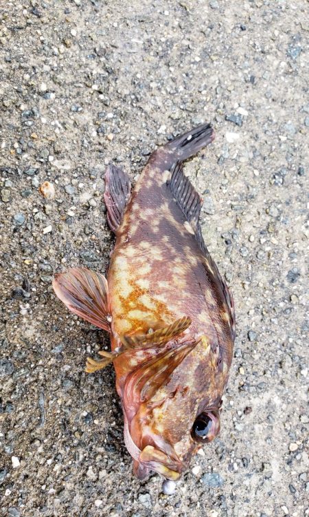 今年初淡路島へ・・・