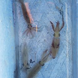 ヒイカとスルメイカ