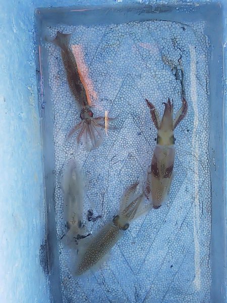 ヒイカとスルメイカ