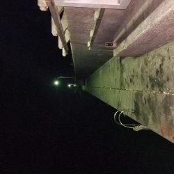 コウイカ連発！！