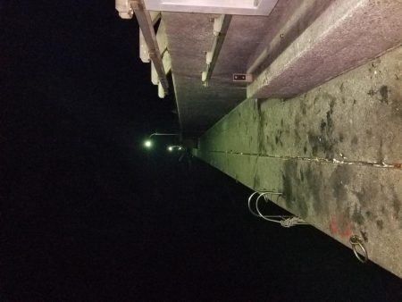 コウイカ連発！！