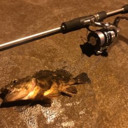 人生初メバリング