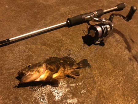 人生初メバリング