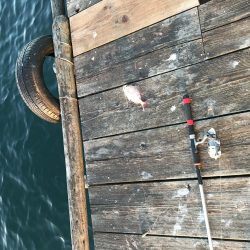 うちの海カレイ