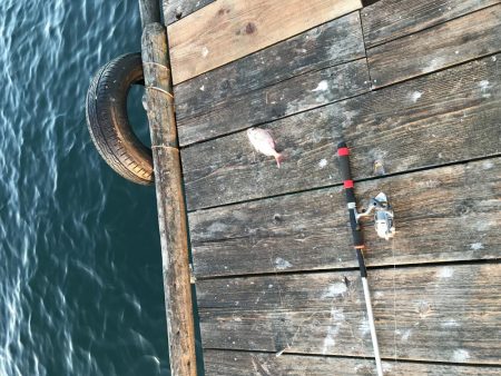 うちの海カレイ