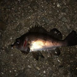 やや遠投で表層のみに反応