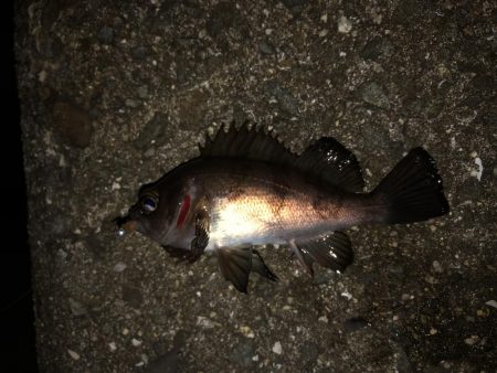 やや遠投で表層のみに反応