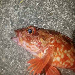 ガシラ釣り　～夕方に数が出た！～