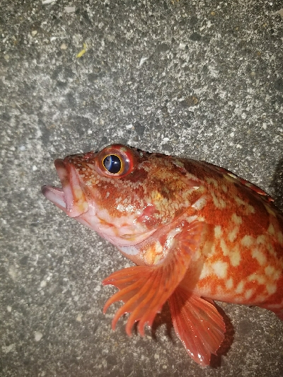 ガシラ釣り　～夕方に数が出た！～