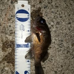 洲本でメバリング