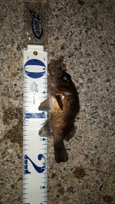 洲本でメバリング