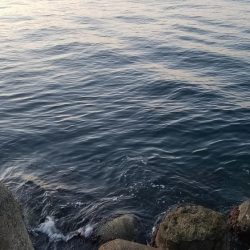 ガシラ釣れてます❗