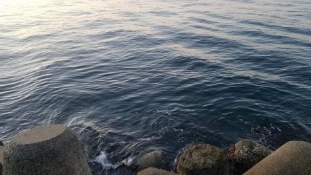 ガシラ釣れてます❗