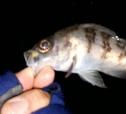 淡路島のポテンシャル２！