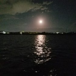 スズキ釣り　～代わりにアジメバル～