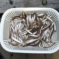 ワカサギ釣り