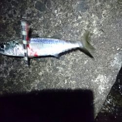 本命釣れず…②