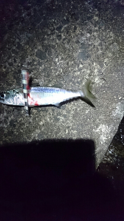 本命釣れず…②