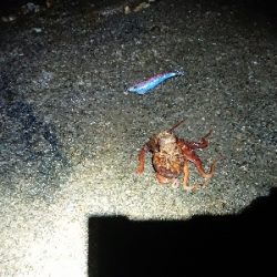 タコ 3つに太刀魚