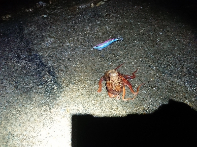 タコ 3つに太刀魚