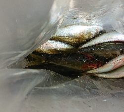 アジング修行 初釣