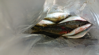 アジング修行 初釣