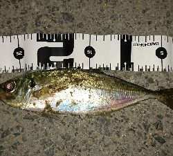 メバリング調査