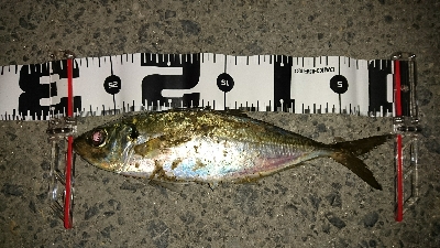 メバリング調査