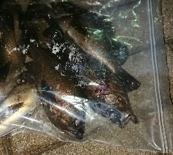 メバリング修行