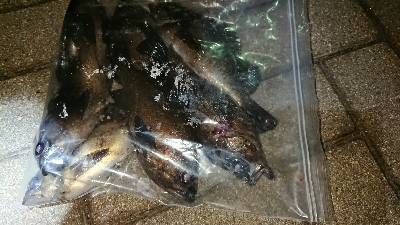 メバリング修行