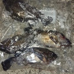 メバリング修行