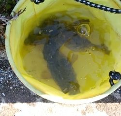 2019年初釣りアイナメ