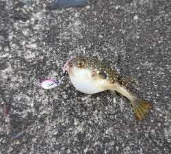 江田島でデイメバリング！