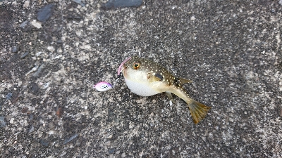 江田島でデイメバリング！