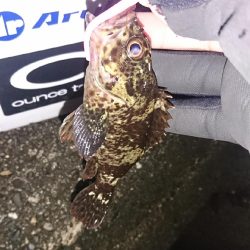 アジは、いません。