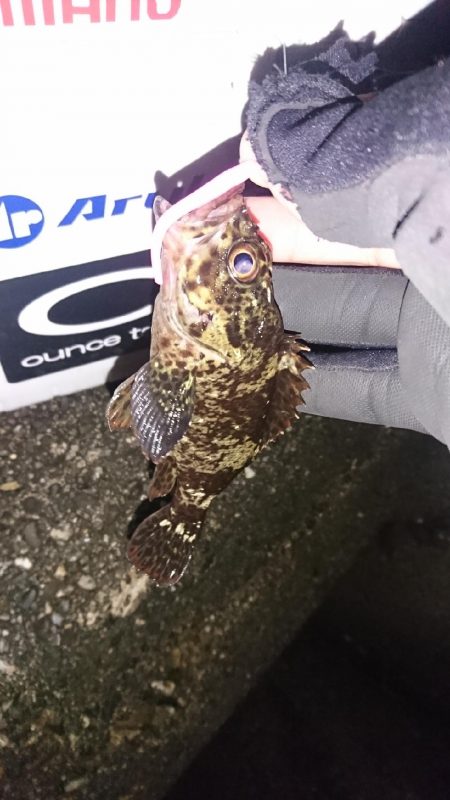 アジは、いません。