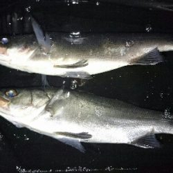 初釣り！ヒラスズキ祭り