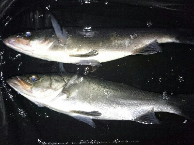 初釣り！ヒラスズキ祭り