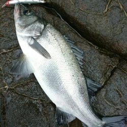 風速９mの爆風でサラシを撃ちまくる。