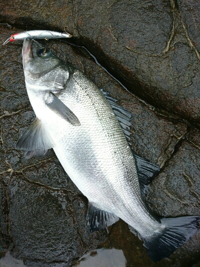 風速９mの爆風でサラシを撃ちまくる。