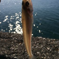 釣り初めサビキ