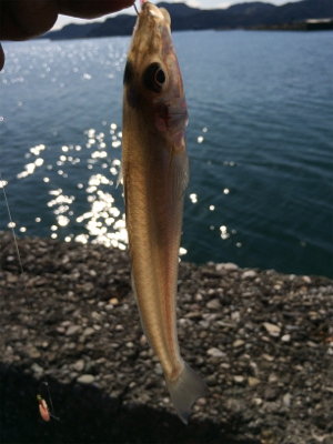 釣り初めサビキ