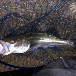 あけましておめでとうございます