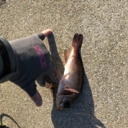 壱岐島釣行2日目