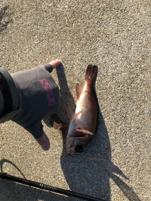 壱岐島釣行2日目