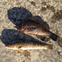 ガシラのアタリ連発