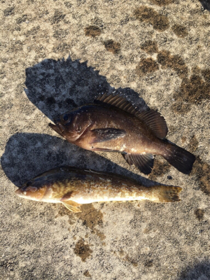 ガシラのアタリ連発